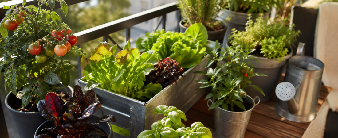 10 Easy Container Gardening Ideas for Beginners