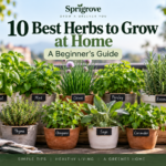 10 best herbs to grow at home in pots, including basil, mint, chives, parsley, rosemary, thyme, oregano, sage, and coriander.
